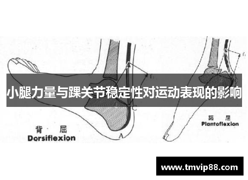 小腿力量与踝关节稳定性对运动表现的影响